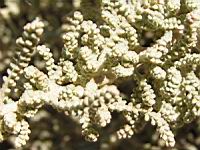 Santoline - Santolina chamaecyparissus (en Corse) (04) (Photo F. Mrugala)